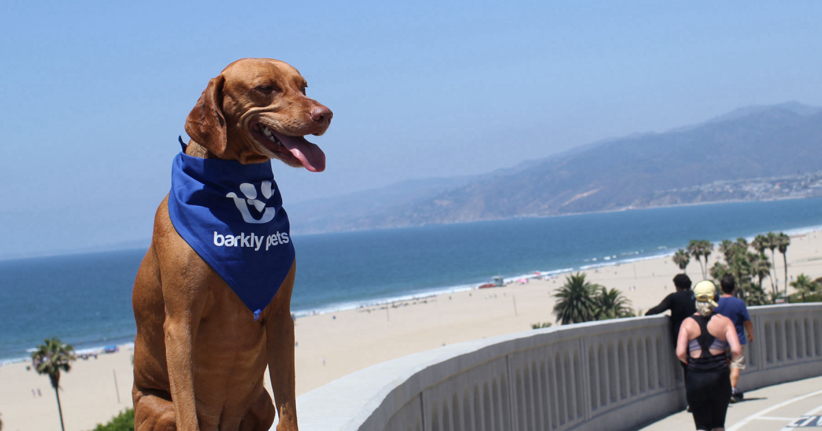 Find the Best Dog Walkers in the West Hollywood North Neighborhood of