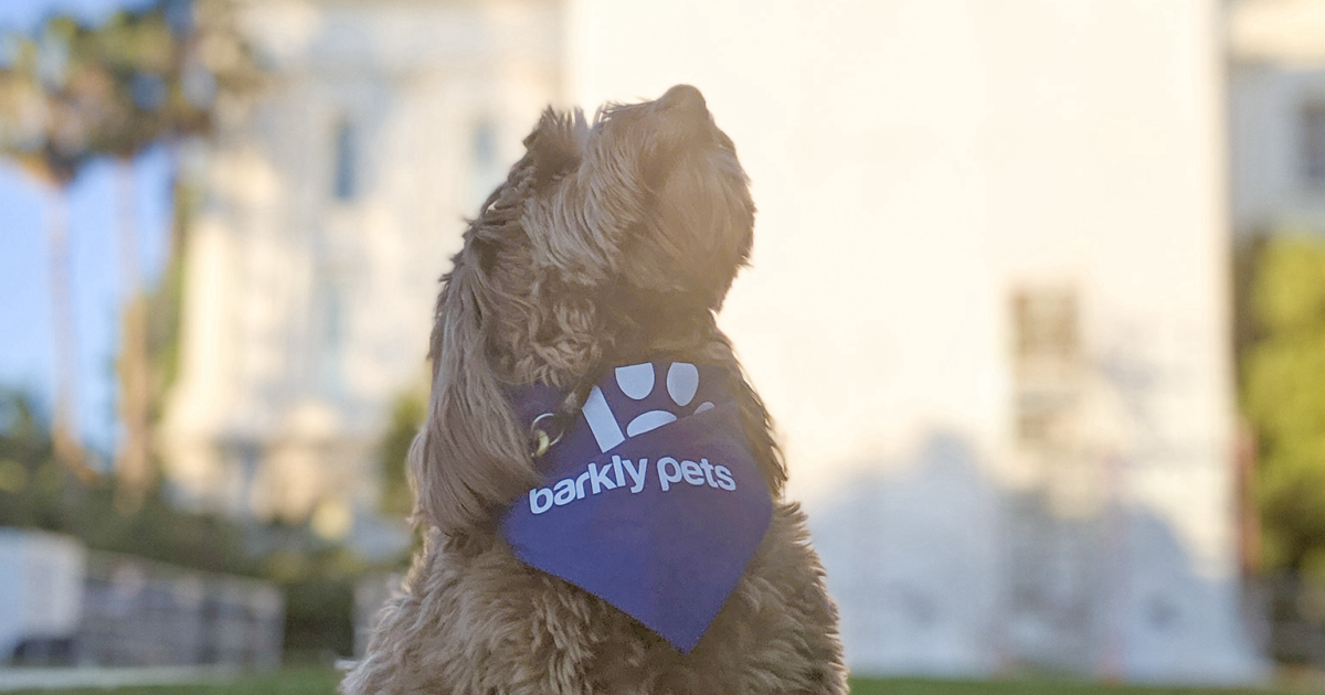 Find the Best Dog Walkers in the Midtown Winn Park Capital Avenue