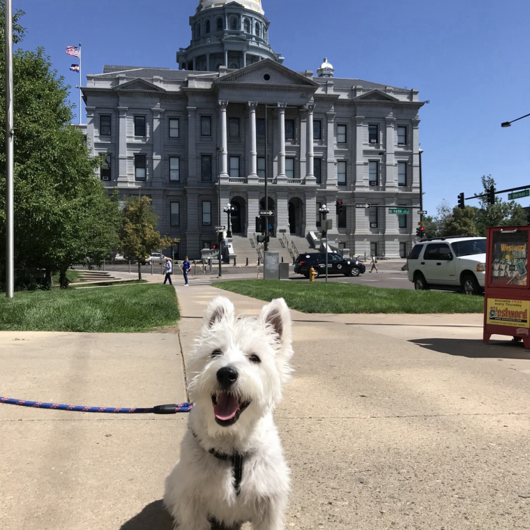 Find The Best Dog Walkers In The University Neighborhood Of Denver Barkly Pets