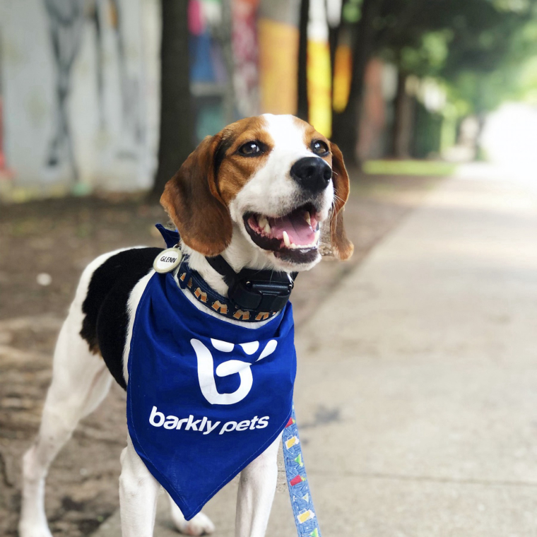 Find The Best Dog Walkers In Atlanta