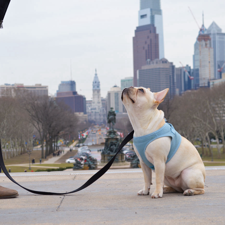 Find The Best Dog Walkers In The Old City Neighborhood Of Philadelphia Barkly Pets