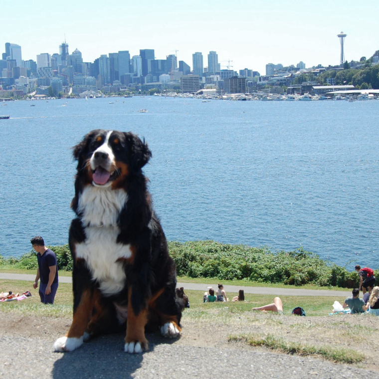 Find Dog Walkers In Haller Lake Neighborhood Seattle Wa Barkly